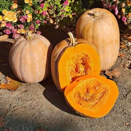 cooking pumpkin Sanger.jpg